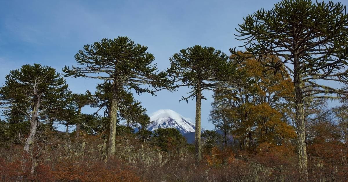 Trekking en el Parque Nacional Conguillío desde Santiago (Guía Completa 2026)