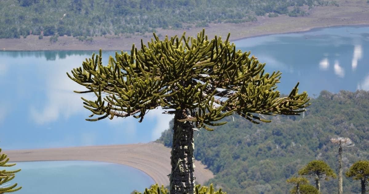 Trekking en el Parque Nacional Conguillío desde Santiago (Guía Completa 2026) editorial