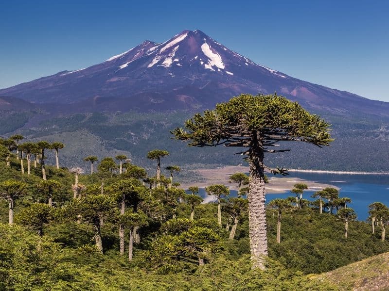 Parque Nacional Conguillío desde Santiago