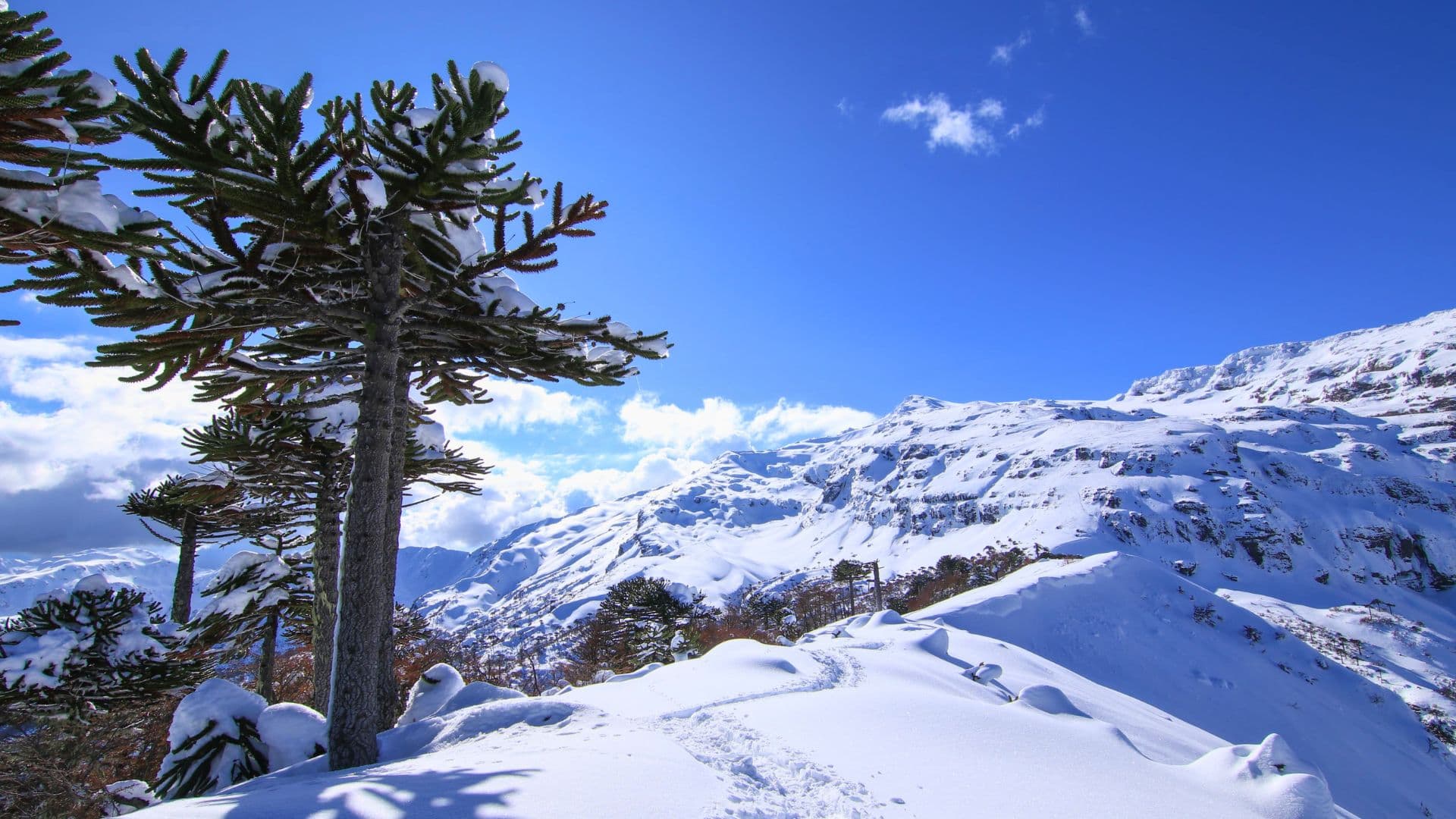 Trekking Sierra Nevada Conguillío desde Santiago 3 días
